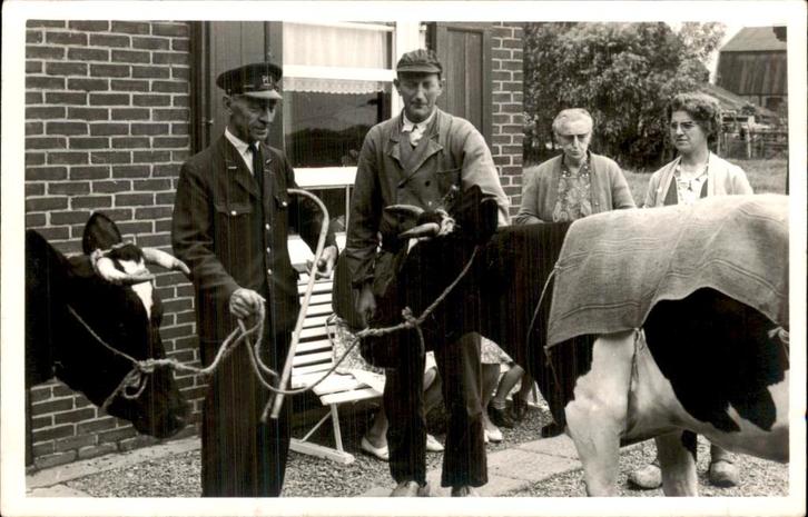 Stolwijk - Fotokaart - Koe - Postbode PTT, Verzamelen, Ansichtkaarten | Nederland, Ongelopen, Zuid-Holland, 1940 tot 1960, Ophalen of Verzenden