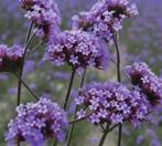 Verbena / IJzerhard, Tuin en Terras, Planten | Tuinplanten, Ophalen, Zomer, Overige soorten, Volle zon