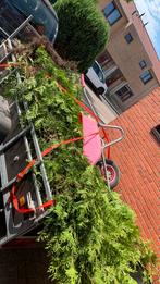 coniferen gratis af te halen., Tuin en Terras, Planten | Struiken en Hagen, Ophalen of Verzenden