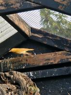 Zanglijsters beschikbaar, Dieren en Toebehoren, Vogels | Kanaries, Meerdere dieren