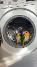 Caiques te koop, Meerdere dieren, Parkiet, Tam