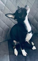 Chihuahua/jack Russel Teef te koop !, Dieren en Toebehoren, Honden | Chihuahua's en Gezelschapshonden, Rabiës (hondsdolheid), 15 weken tot 1 jaar