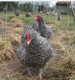 Prachtige jonge kippen, Vrouwelijk, Kip