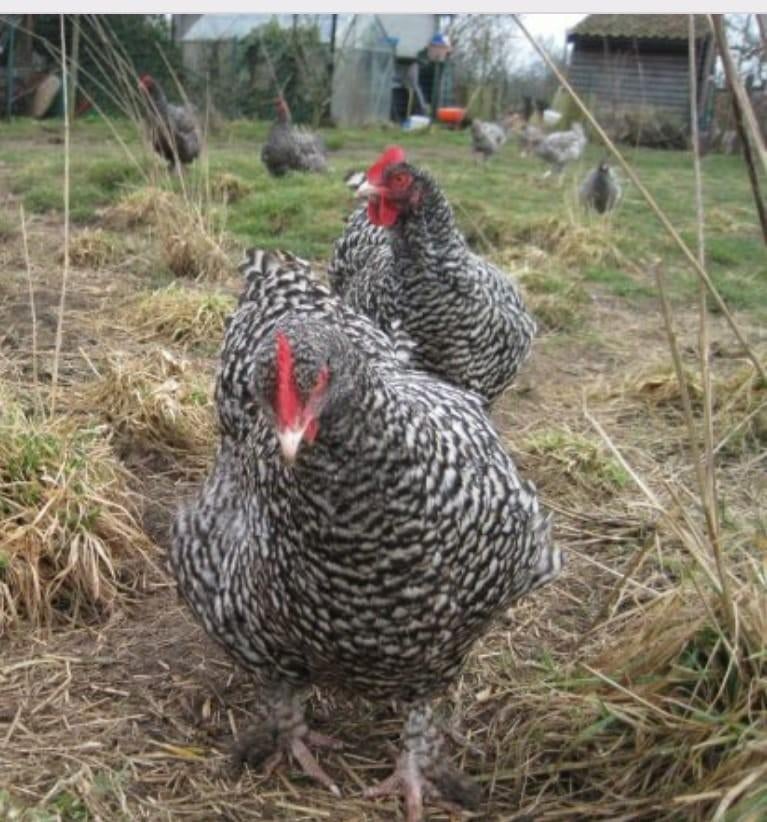 Prachtige jonge kippen, Dieren en Toebehoren, Pluimvee, Kip, Vrouwelijk