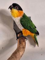 Broedkoppel Caiques, Dieren en Toebehoren, Meerdere dieren, Papegaai, Geringd