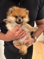 Mini Pomeranian Reutje, Particulier, Rabiës (hondsdolheid), 8 tot 15 weken, Buitenland