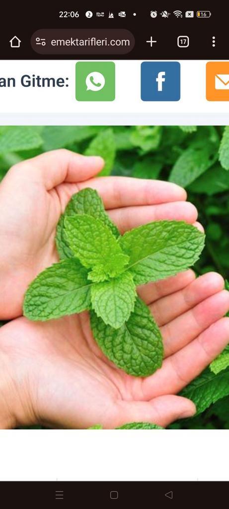 Mint stekje, Tuin en Terras, Planten | Tuinplanten, Eenjarig, Groenteplanten, Volle zon, Ophalen of Verzenden