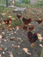 Wyandotte Kriel Hanen, Mooie Gezonde Jonge Hanen, Dieren en Toebehoren, Pluimvee, Mannelijk, Kip