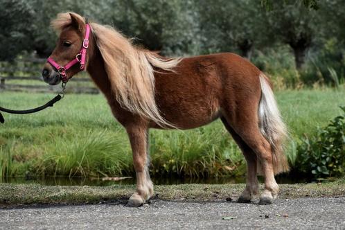 ** HELE KNAPPE EN LIEVE 3 JARIGE NSPS SHETLANDER MERRIE**, Dieren en Toebehoren, Pony's, Merrie, A pony (tot 1.17m), Recreatiepony