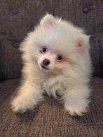Kleinblijvende pomeranian pups, Dieren en Toebehoren, Keeshond, 8 tot 15 weken, Teef, Meerdere