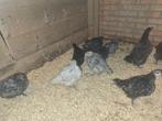 Jonge leghennen en hanen Bleu de Landes Amrock Bielefelder, Meerdere dieren, Kip