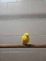 Engelse grasparkiet lutino POP, Dieren en Toebehoren, Vogels | Parkieten en Papegaaien, Vrouwelijk
