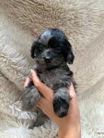 Toy Poedel pups, Dieren en Toebehoren, Poedel, CDV (hondenziekte), 8 tot 15 weken, Teef