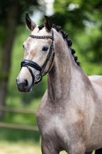 Bloedmooie 3 jarige e pony ' Sieglanda", Dieren en Toebehoren, Pony's, Gechipt, Springpony, Zadelmak, 3 tot 6 jaar