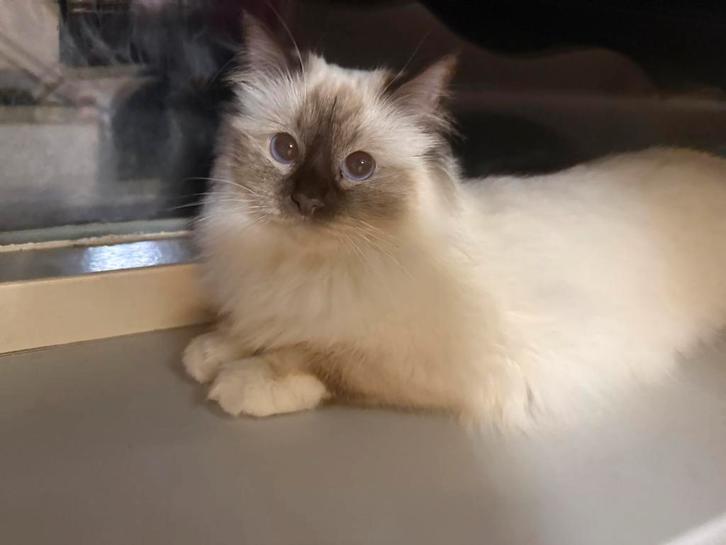 Heilige Birmaan POES Stamboom chocolate point, Dieren en Toebehoren, Katten en Kittens | Raskatten | Langhaar, Poes, 0 tot 2 jaar