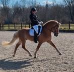 Mega lieve en stoere Goedgekeurde  Sport Haflinger hengst, Minder dan 160 cm, Z, Gechipt, Dressuurpaard