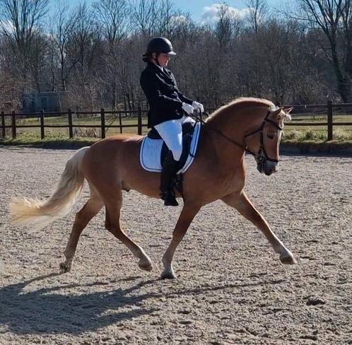 Mega lieve en stoere Goedgekeurde  Sport Haflinger hengst, Dieren en Toebehoren, Paarden, Hengst, Z, Minder dan 160 cm, 11 jaar of ouder