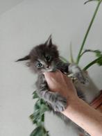 Maine Coons kittens, Dieren en Toebehoren, Katten en Kittens | Raskatten | Langhaar, Meerdere dieren, Gechipt