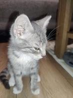 kittens, Dieren en Toebehoren, Katten en Kittens | Overige Katten, Meerdere dieren, Kortharig, 0 tot 2 jaar