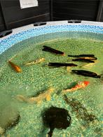 Prachtige koi’s te koop – vijver wordt opgeheven!, Dieren en Toebehoren, Vissen | Vijvervissen, Karper of Koi