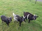 Drie dwerggeitjes, Dieren en Toebehoren, Schapen, Geiten en Varkens, Vrouwelijk, Geit