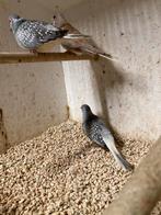 3 diamantduifjes, Meerdere dieren