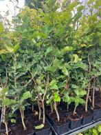 Beukenhaag, Fagus sylvatica 60 tot 80 cm cm hoog € 1,95 p.st, Ophalen, Beukenhaag, Haag, Minder dan 100 cm