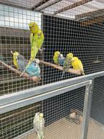 Te koop grasparkieten diverse kleuren, Meerdere dieren, Parkiet
