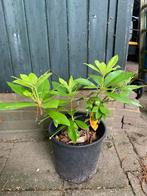 Rhododendrons Paars, Ophalen of Verzenden, Lente, Overige soorten, Volle zon