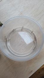 Nimf wandelende takken, Wandelende tak