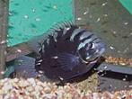 Midden Amerikaanse Cichliden: Archocentrus centrarchus, Vis, Zoetwatervis