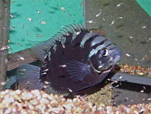 Midden Amerikaanse Cichliden: Archocentrus centrarchus, Dieren en Toebehoren, Vissen | Aquariumvissen, Zoetwatervis, Vis