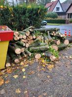 Hout te koop: +/- 6m3, 6 m³ of meer, Ophalen of Verzenden, Stammen