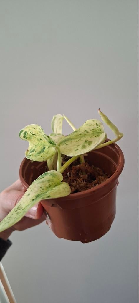 2 Stekken Scindapsus Jade Satin Variegata, Ophalen, Halfschaduw, Minder dan 100 cm