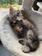 Main Coon kittens poes kater polydactyl, Dieren en Toebehoren, Katten en Kittens | Raskatten | Langhaar, Meerdere dieren, Ontwormd