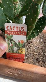Opuntia ficus-indica,  plant, Ophalen, Zomer, Volle zon