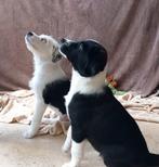 2 super lieve zwart/wit reutjes kr. Australian Shepherd, Dieren en Toebehoren, Reu, 8 tot 15 weken, Meerdere, Middel