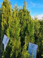 Thuja occidentalis 'Smaragd' Prachtige Zuil conifeer 140-160, Tuin en Terras, Ophalen of Verzenden, Conifeer, Struik, 100 tot 250 cm