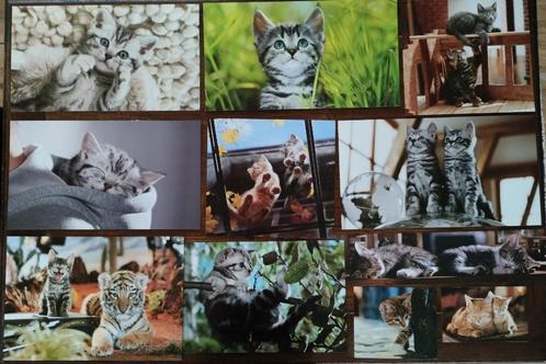 DRIEHONDERD kattenfoto's op fotopapier., Verzamelen, Foto's en Prenten, Nieuw, Foto, Dier, 1980 tot heden, Ophalen of Verzenden