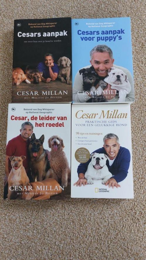 Cesar Millan, Cesars aanpak, aanpak voor puppy's etc, Boeken, Dieren en Huisdieren, Zo goed als nieuw, Honden, Ophalen of Verzenden