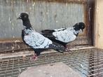 Te koop 2 mooie hyacint duiven, Meerdere dieren, Overige soorten