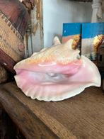 Grote mooie schelp, Ophalen, Schelp(en)