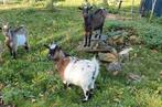 Te koop 3 geitjes, Dieren en Toebehoren, Vrouwelijk, Geit