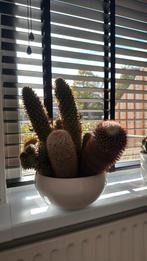 Cactus in pot, Huis en Inrichting, Ophalen, Minder dan 100 cm, In pot, Cactus
