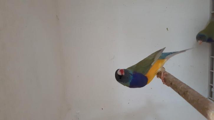 Gouldamadine man komplete vogel, Dieren en Toebehoren, Vogels | Overige Vogels, Mannelijk, Geringd