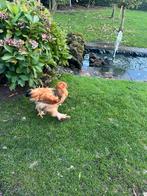 Brhama haan, Dieren en Toebehoren, Pluimvee, Mannelijk, Kip