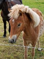 Lief jaarling hengstje NMPRS kruising falabella, Dieren en Toebehoren, Pony's, Niet van toepassing, Hengst, A pony (tot 1.17m)