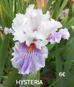 Iris germanica's, Verzenden, Zomer, Overige soorten, Volle zon