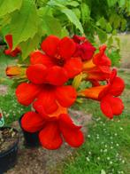 Campsis Tagliabuana "Fire Trompet" / Rode trompet klimmer !, Tuin en Terras, Planten | Bomen, In pot, Zomer, Volle zon, Bolboom