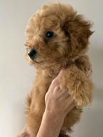 Maltipoo pups, Overige rassen, CDV (hondenziekte), 8 tot 15 weken, Meerdere